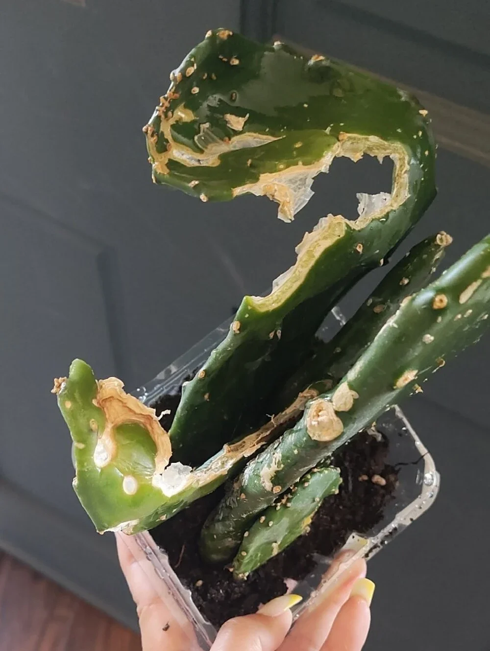🌵 Cactus Bundle - Live Plant